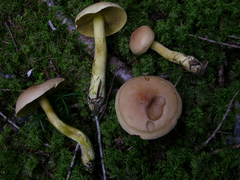 Tricholoma bufonium (Pers.) Gillet,